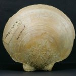 Esemplare di Amusium cristatum proveniente da Valle Andona (AT), con l’originaria etichetta apposta sul campione da Allioni